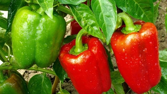 Red and green bell peppers on tree