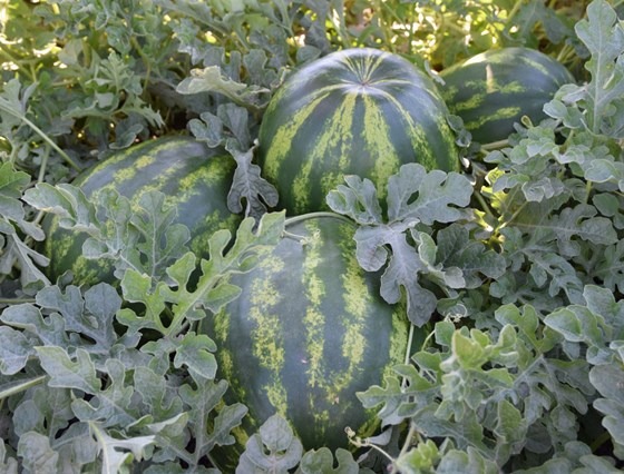 Watermelons on vines