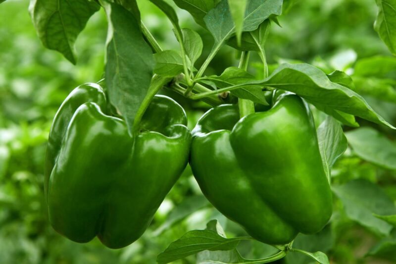 Green bell peppers on a tree