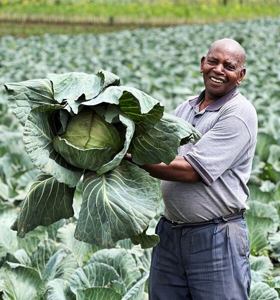 Man holding cabbage