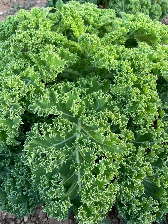 Curly Kale Seeds - FarmLinkr