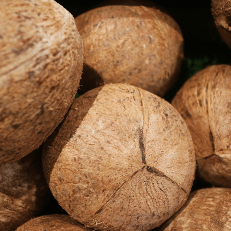 Dried coconuts ready to be gratered