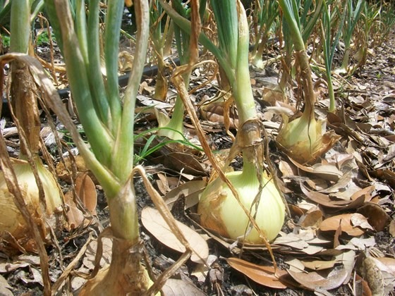 Mercedes onion seeds