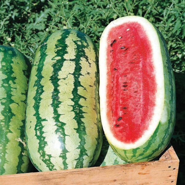 Cut jubilee watermelon