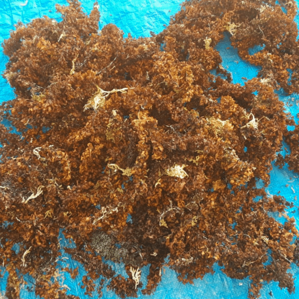 dried bladderwrack on a blue surface