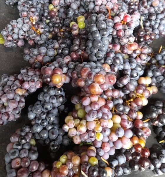 Locally grown jamaican black grapes