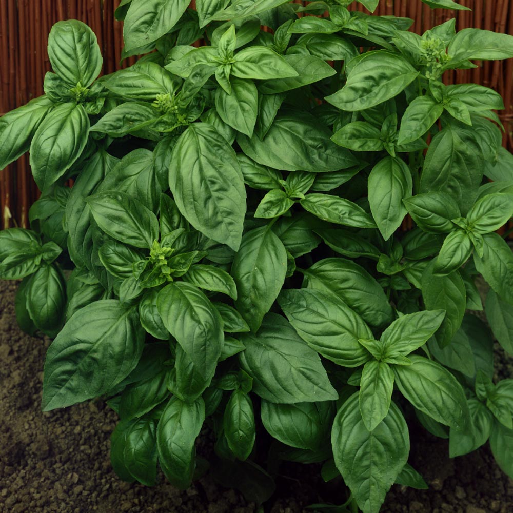 Genovese Basil Seeds FarmLinkr