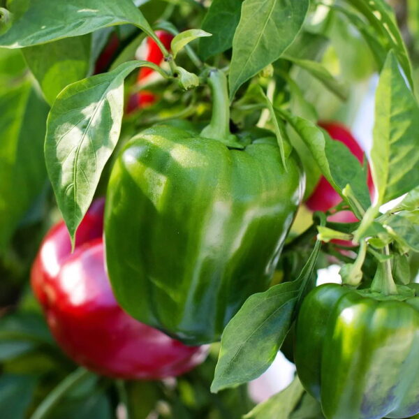 Bell peppers on a tree
