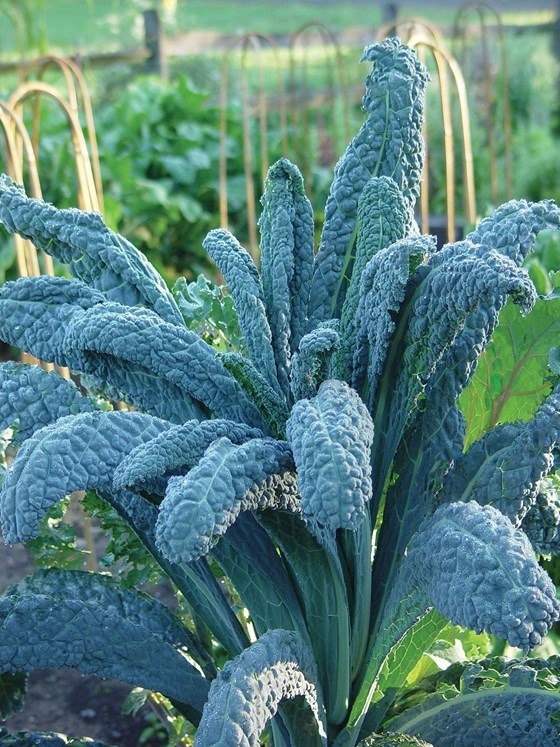 Lacinato kale plants