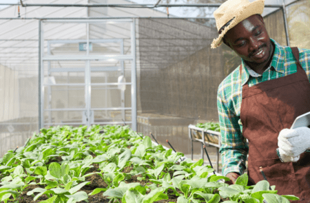 Farmer examining plants in his greenhouse