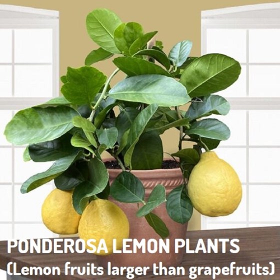Potted lemon plant