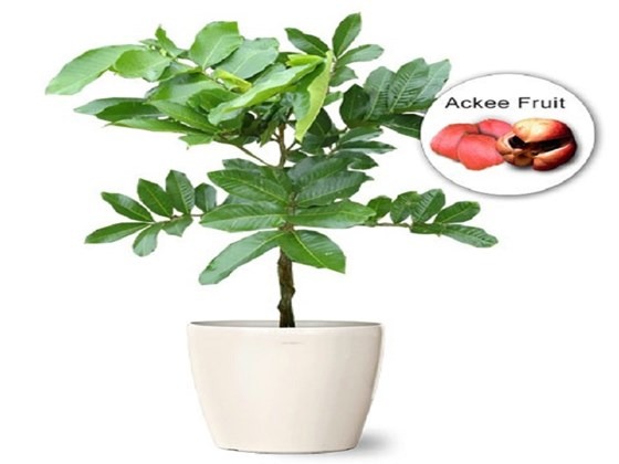 Potted ackee tree on white surface