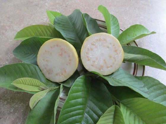 White guava on plate with green leaves