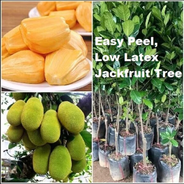 Potted Jackfruit trees