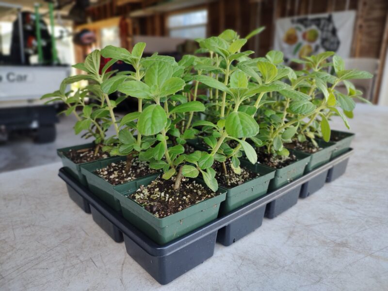Potted panadol plants in a plant box
