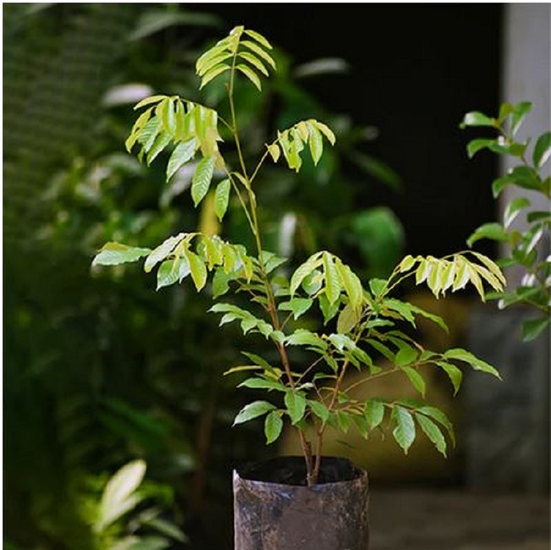 Potted lychee tree