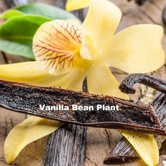 Vanilla bean plant