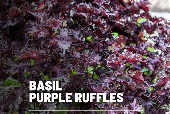 Basil purple ruffles plant