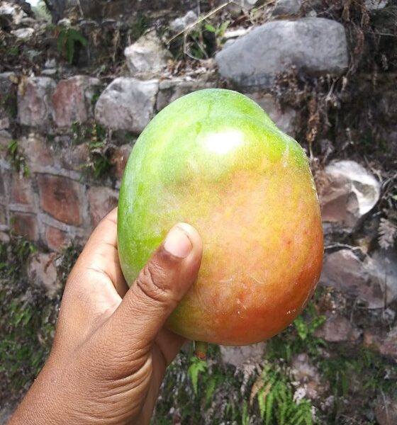 Mango fruit in hand