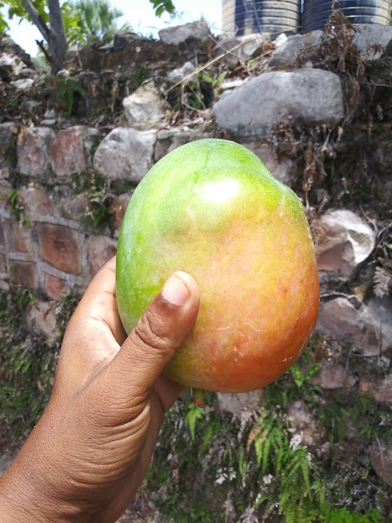 Mango fruit in hand