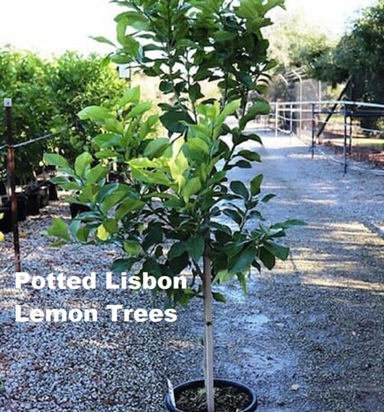 Potted Lisbon Lemon Tree in a yard