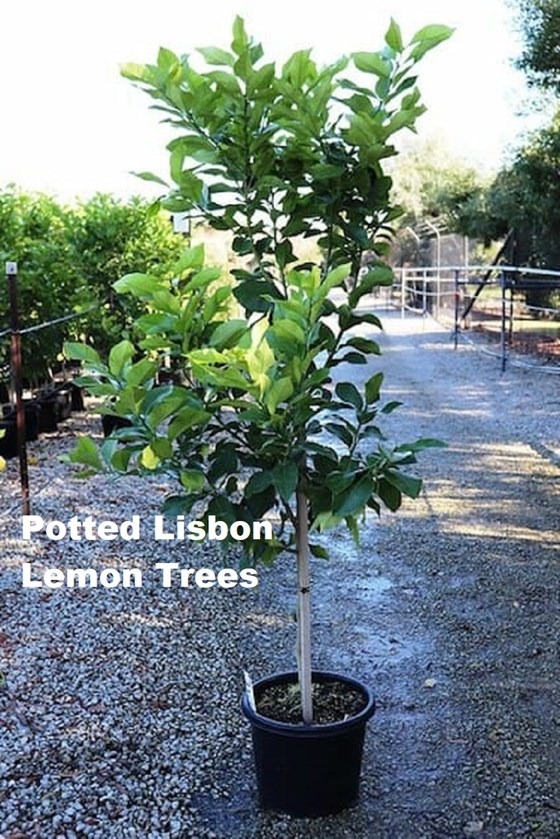 Potted lisbon lemon tree in a yard