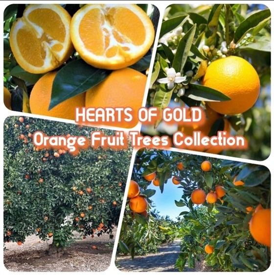 Heart of Gold orange fruit trees
