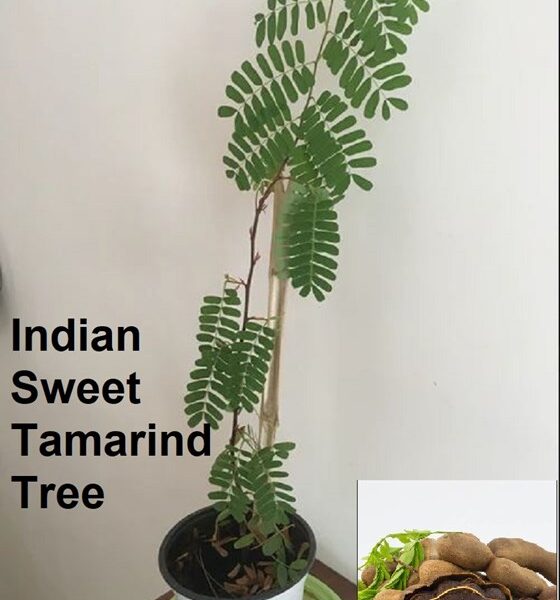 Potted indian sweet tamarind tree
