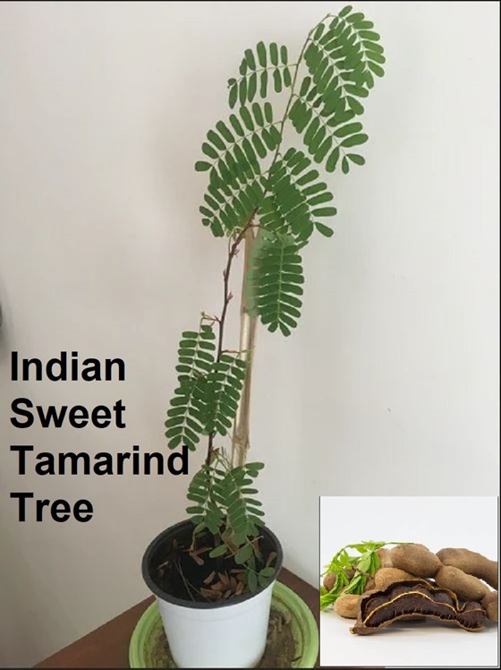 Potted indian sweet tamarind tree