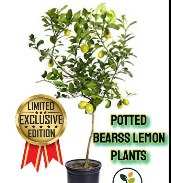 Flyer with potted Bearss Lemon plant