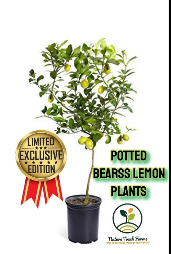 Flyer with potted bearss lemon plant