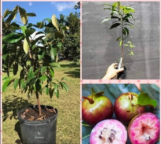 Potted star apple fruit tree