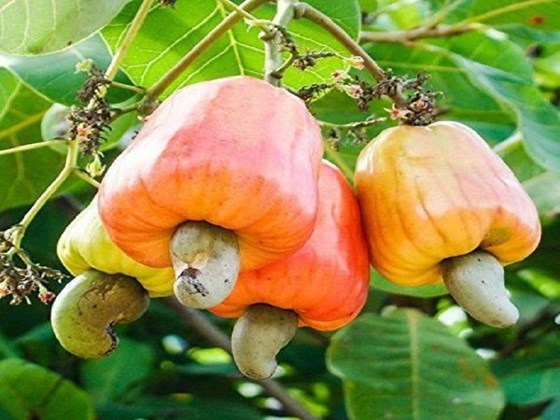 assorted colors cashew fruit on tree