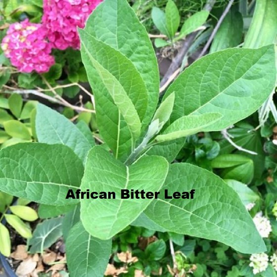 Bitter leaf plant