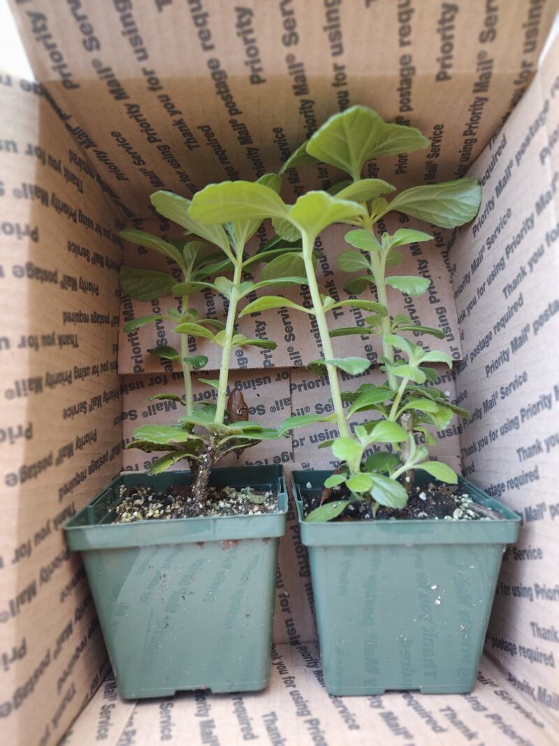 Potted panadol plants in a box