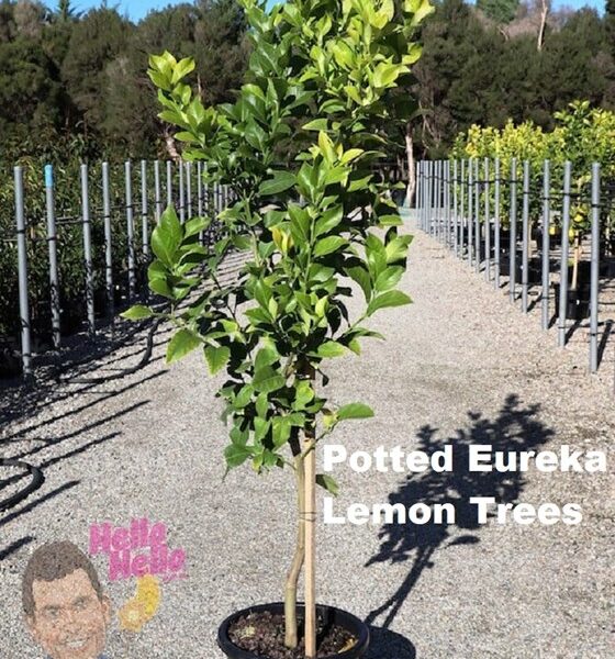 Potted Eureka Lemon Tree in a yard