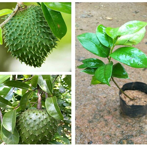 Potted soursop plant and fruit