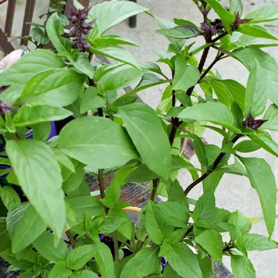 Cinnamon basil herb plant