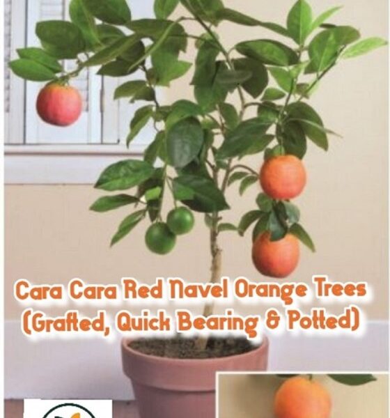 Flyer with Red navel orange tree