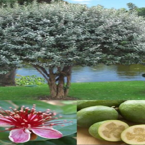 Pineapple guava tree beside a lake