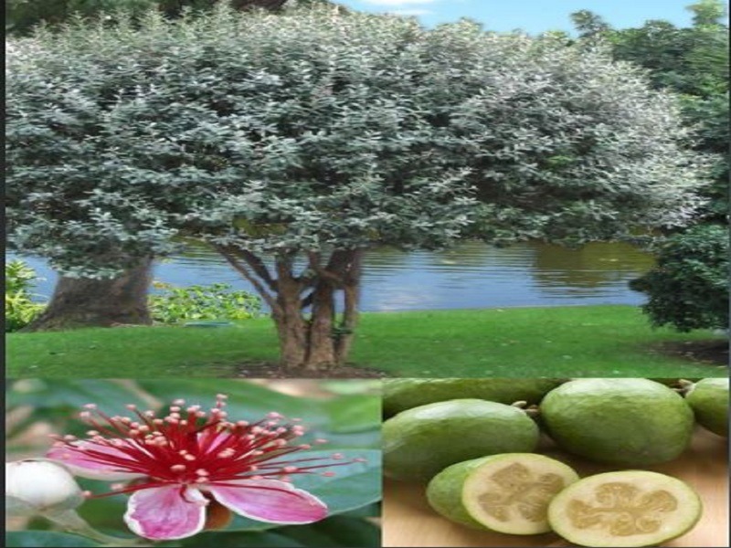 Pineapple guava tree beside a lake