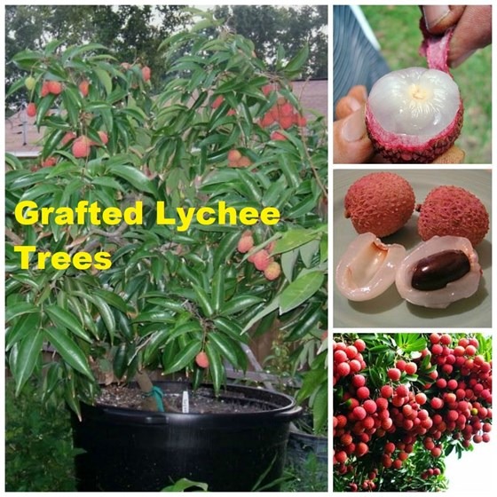 Crafted lychee trees in pots