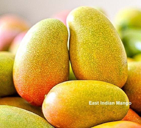 East indian mangos
