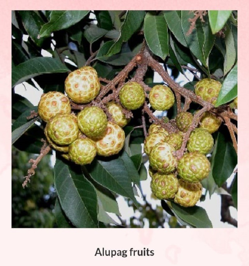 Alupag lychee fruits on a tree