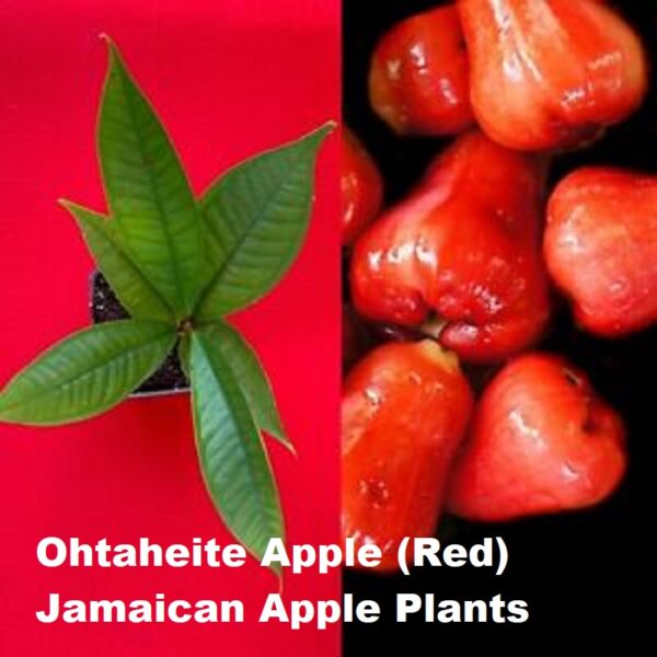 Jamaican red ohtaheite apple plant and fruits
