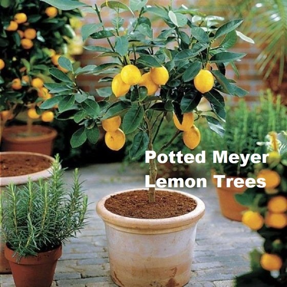 Potted meyer lemon trees in the yard