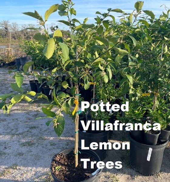 Villafranc lemon trees in pots
