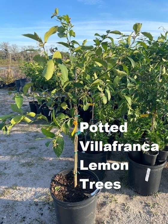 Villafranc lemon trees in pots