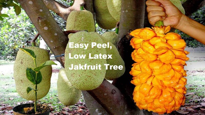 Jackfruit on a tree and peeled in hand
