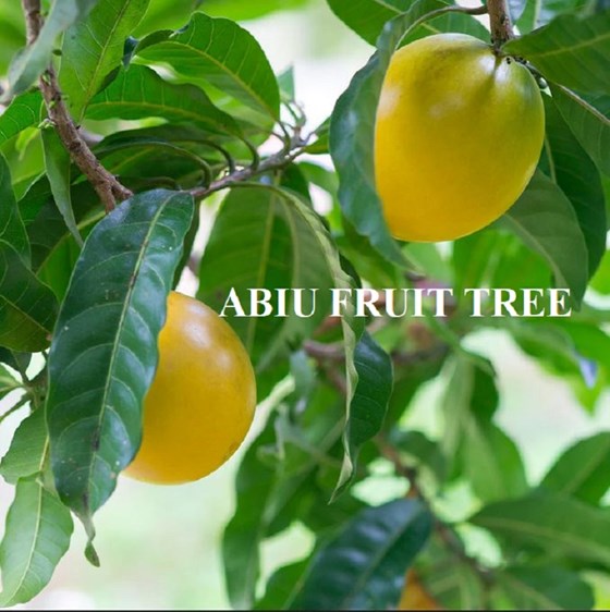 Abiu fruits on tree